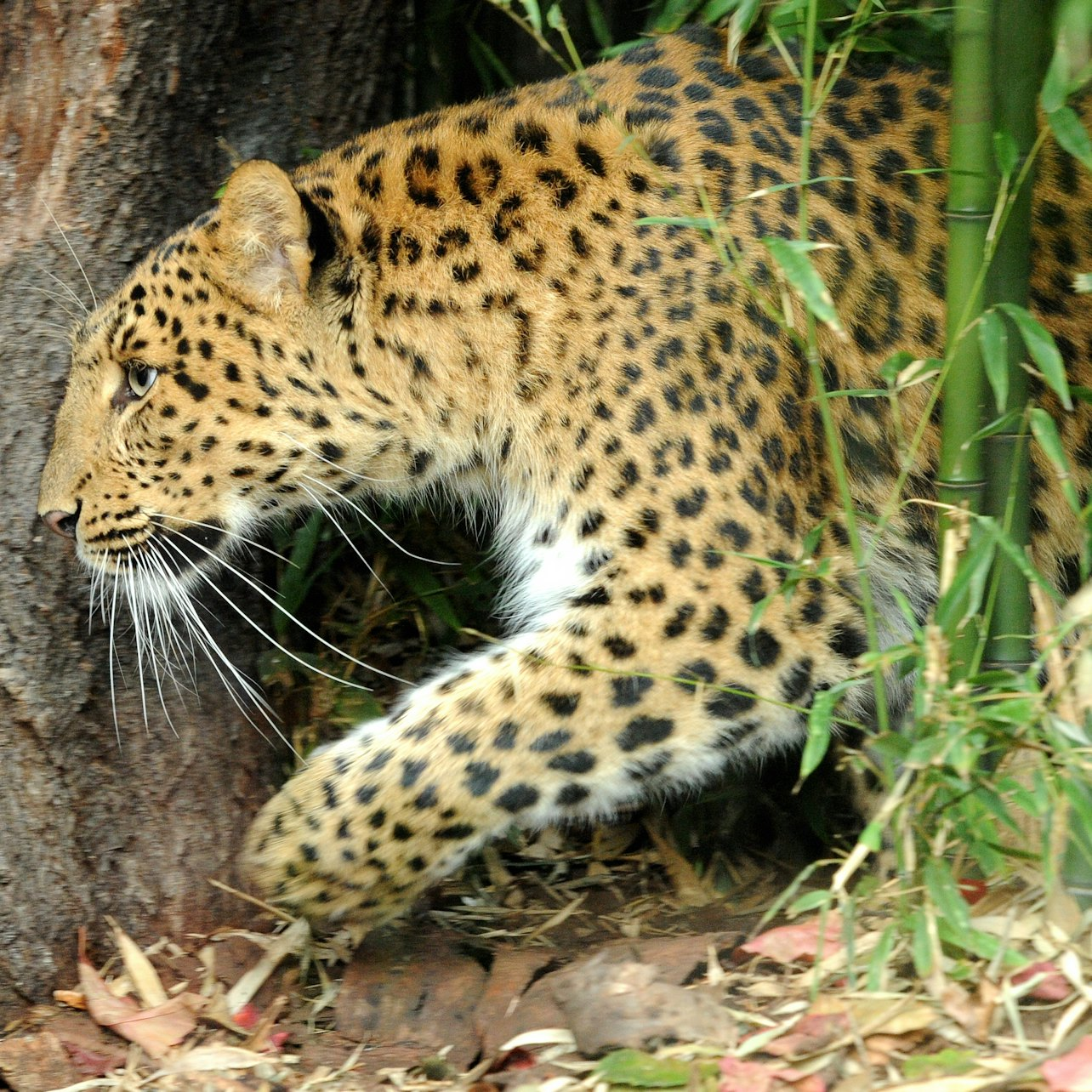 Ménagerie, Zoo of the Jardin des Plantes: Skip The Line - Photo 1 of 5