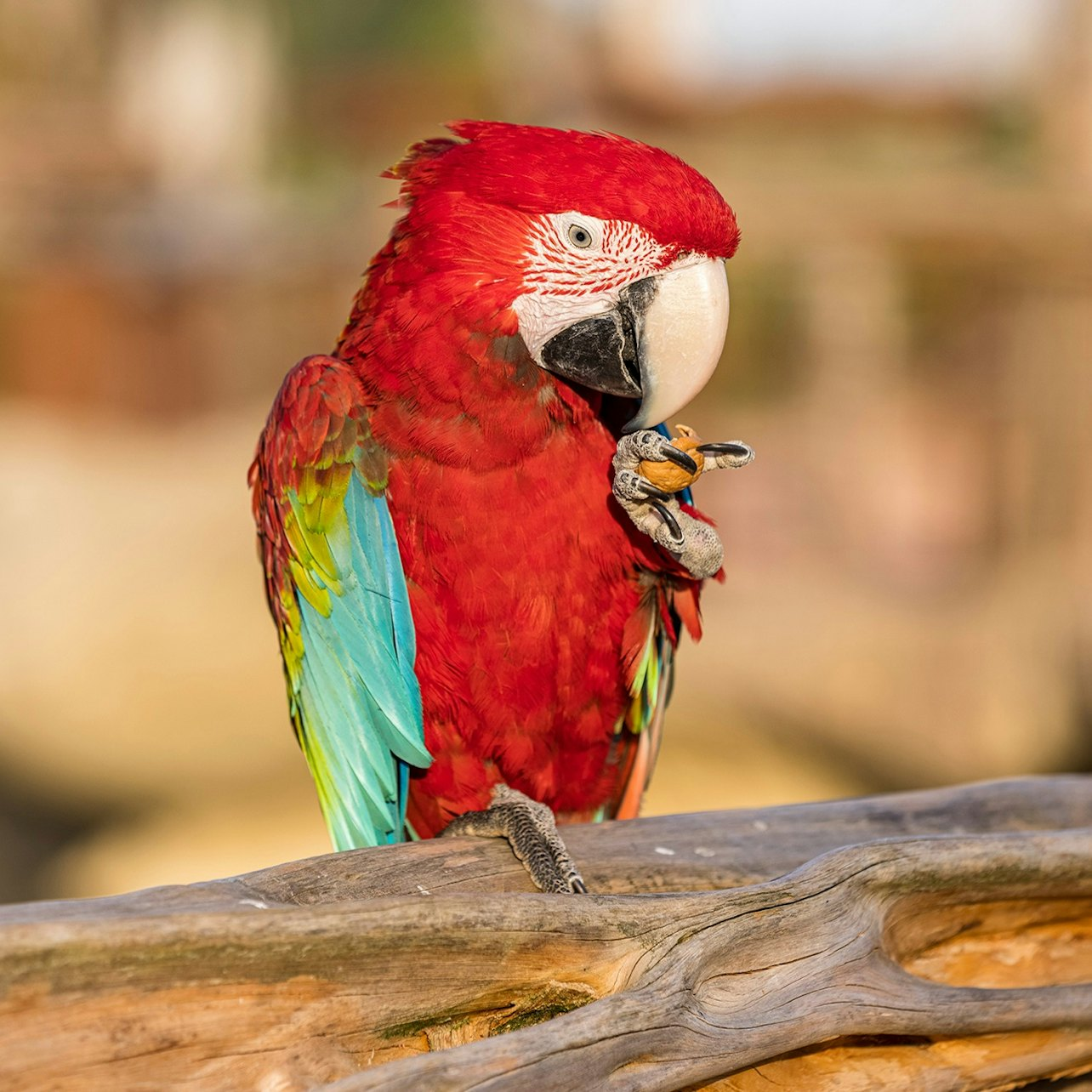 Parrot World Day Admission - Photo 1 of 8