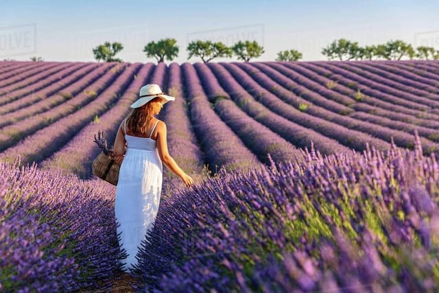 Provence and Lavender - private & Guided Full Day Tour - Photo 1 of 8