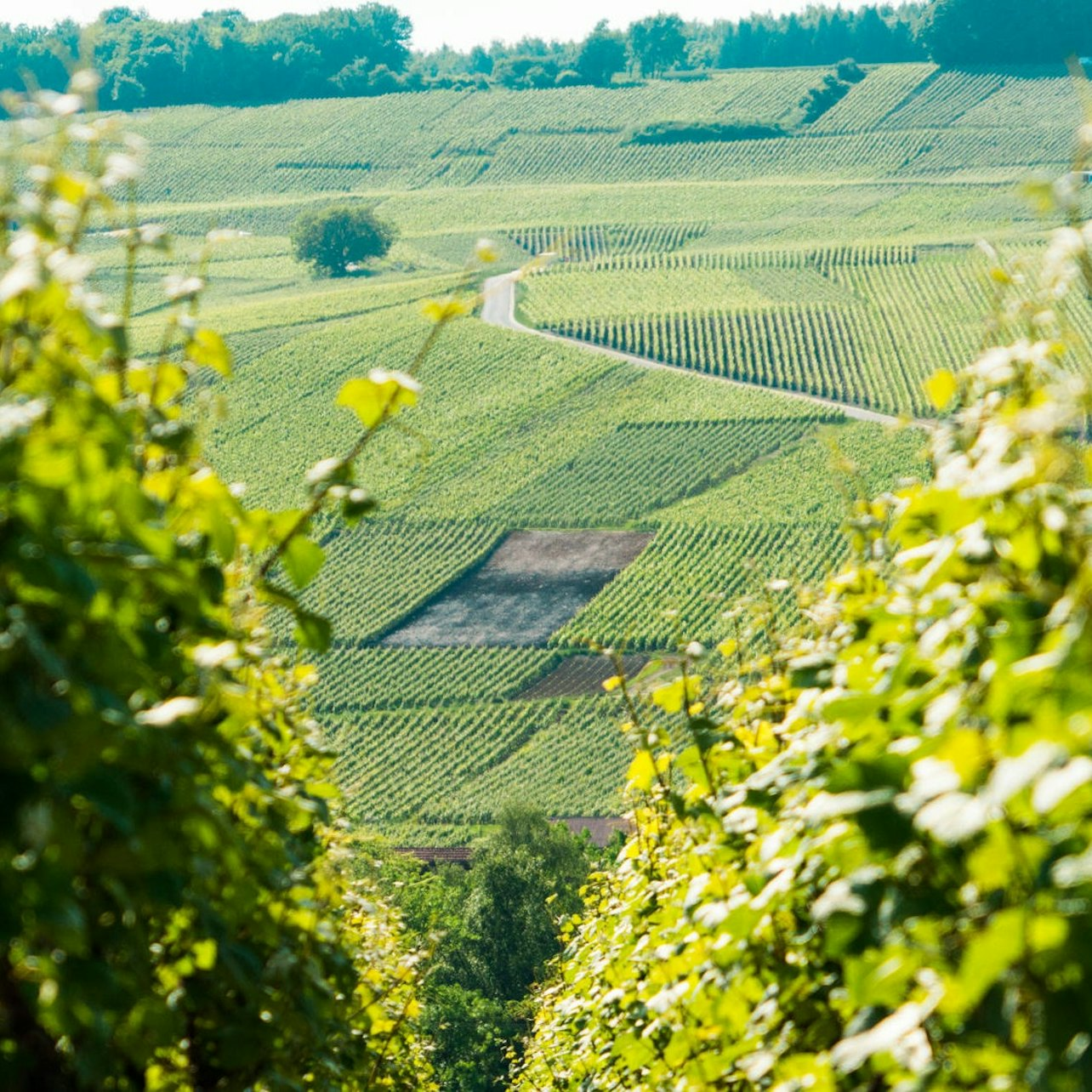 Reims: Day Trip from Paris with Cathedral, Vineyard Visit & Champagne Tasting - Photo 1 of 6