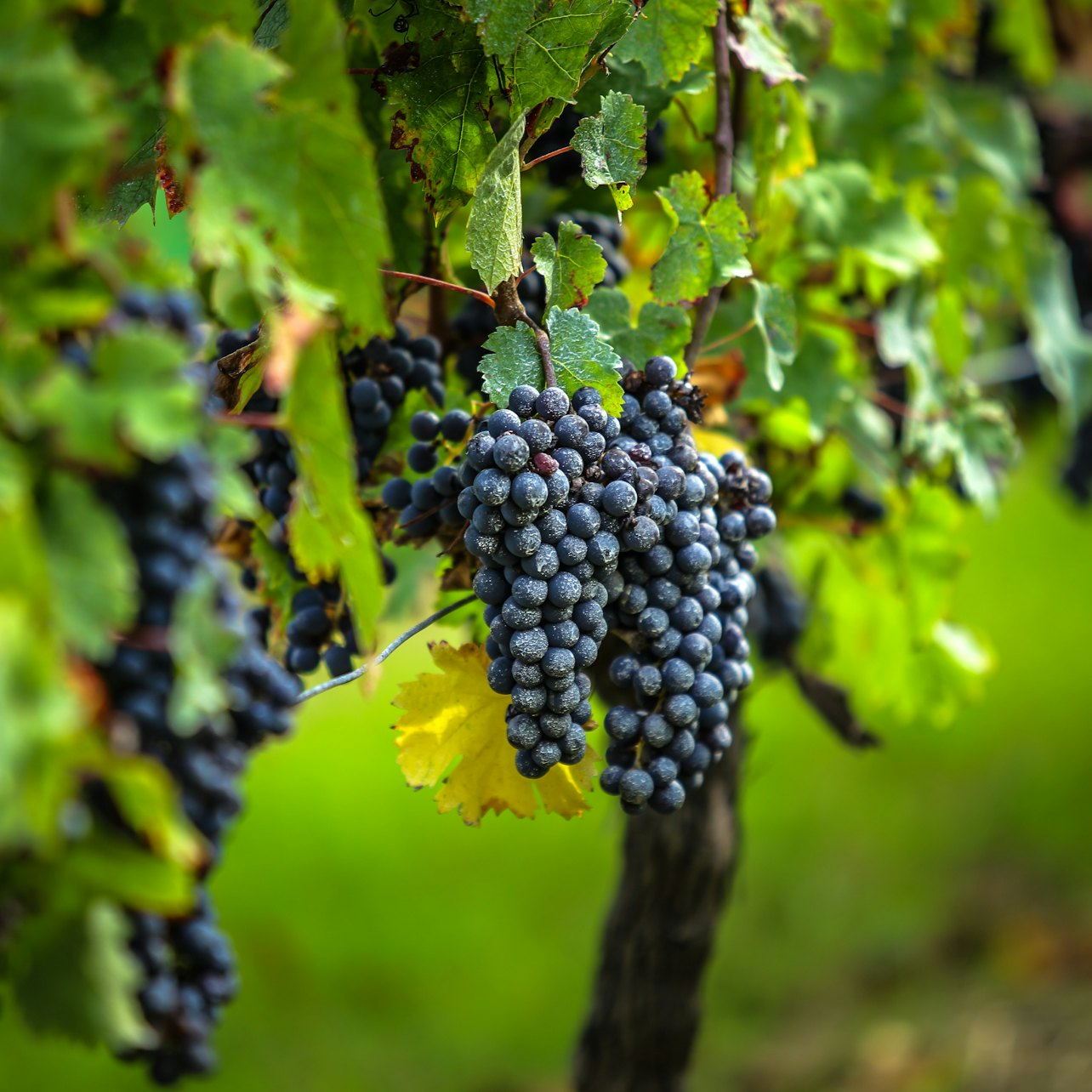 Saint-Émilion Village: Half-Day Wine Tour from Bordeaux - Photo 1 of 6