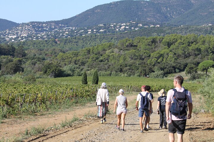 Rosé wine tour saint-tropez