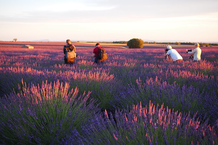 Sunset Lavender Tour from Aix-en-Provence - Photo 1 of 8