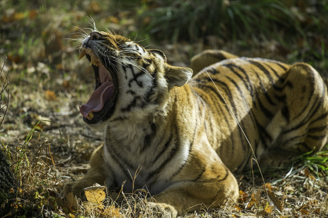 Thoiry ZooSafari: Skip The Line - Photo 1 of 14