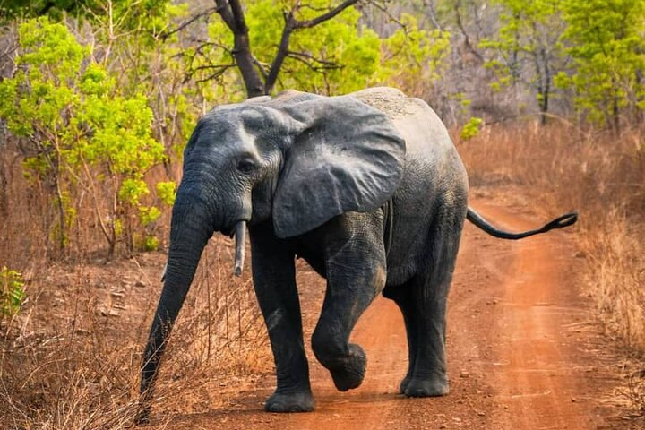 3 Days Sunrise Elephant Safari-Mole Park with -Round Trip Flight  - Photo 1 of 15