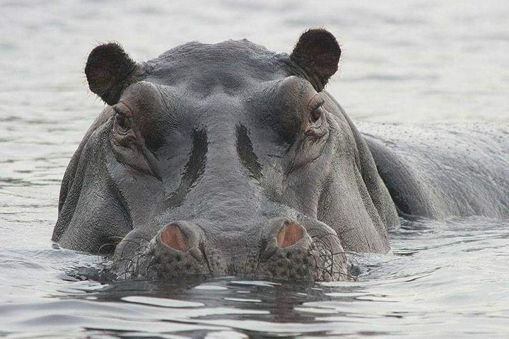 4 Days Safari to Mole park and Wechiau Hippos - Photo 1 of 5