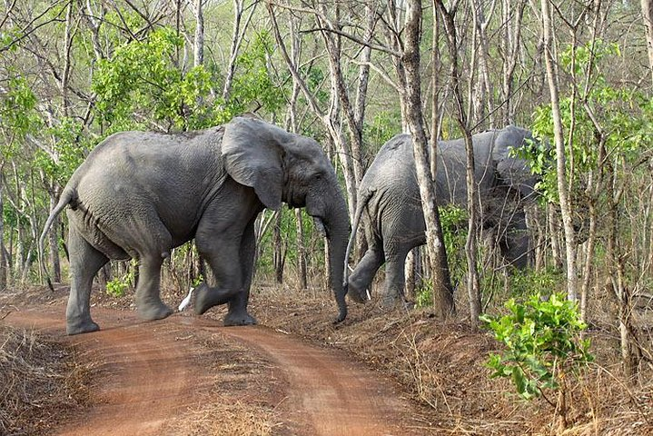 5 Days Adventurous Wildlife Safari in Mole National Park, Ghana - Photo 1 of 4