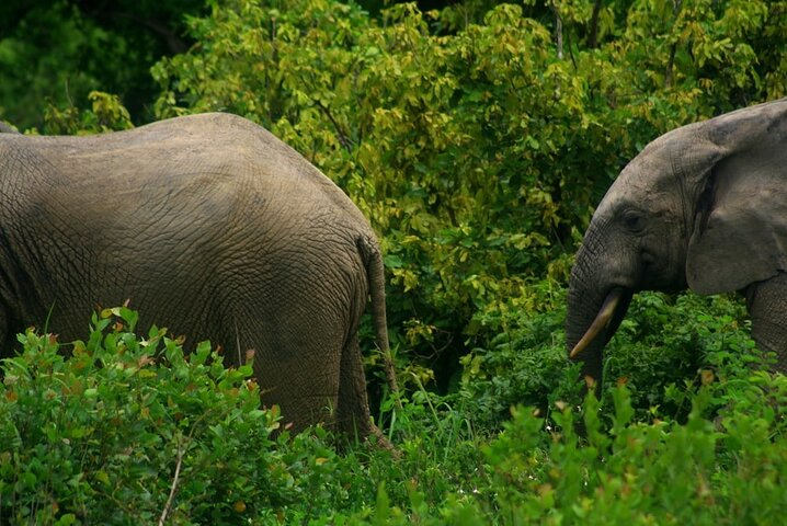 Mole National Park wildlife experience in 3 Day  - Photo 1 of 11