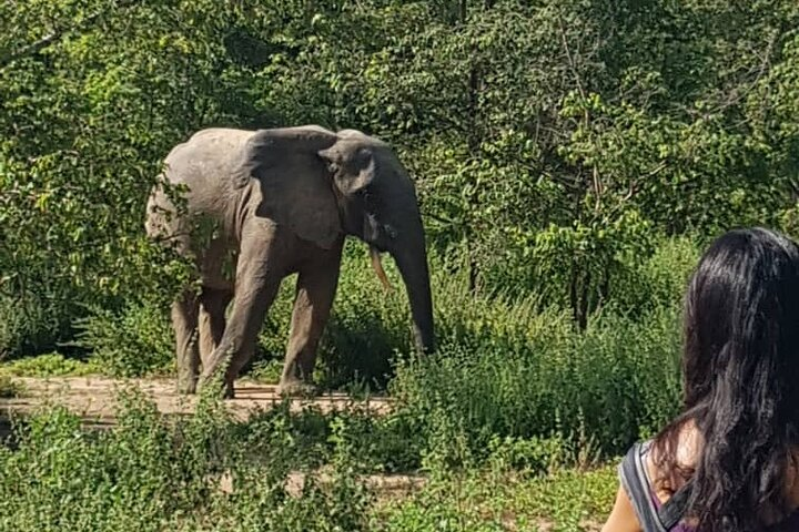 Private Full Day Elephant Safari Tour in Mole National Park Ghana - Photo 1 of 9