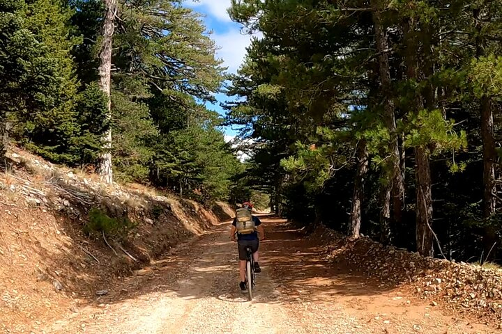 Cycling in the forest!