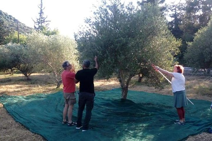 olive tree