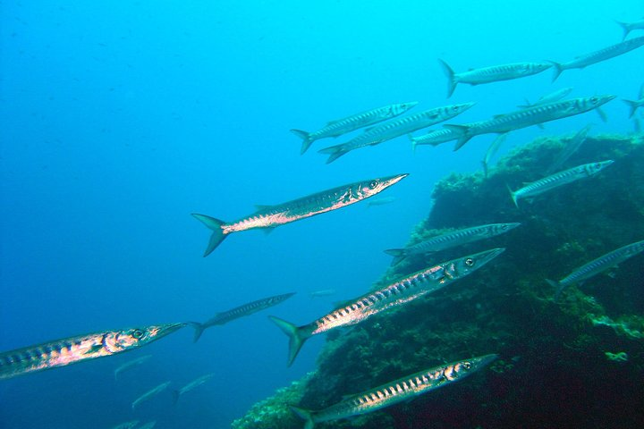 Qualified Diver 1 Tank Dive in Mykonos - Photo 1 of 10