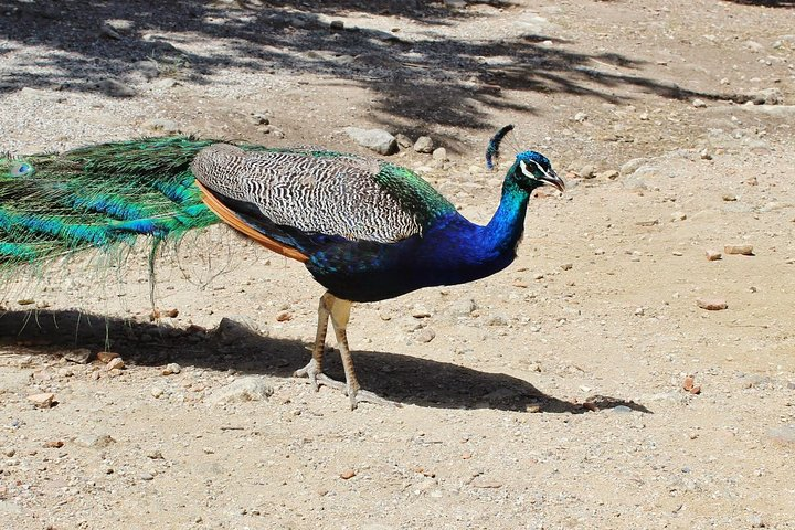 The Best of Rhodes & Lindos: Full Island Tour (Small Group) - Photo 1 of 25