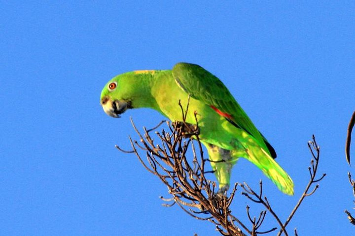 Birdwatching Day to Finca la Gracia (From the Cruise Ship, Puerto Quetzal) - Photo 1 of 3