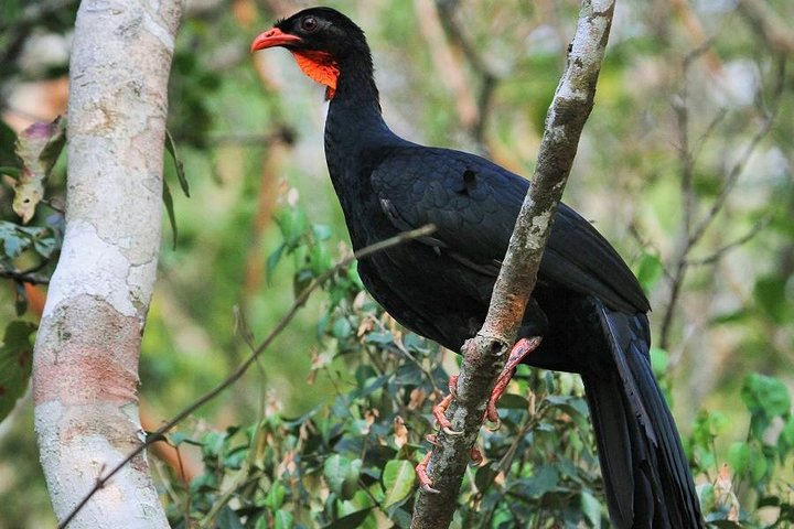 Highland guan