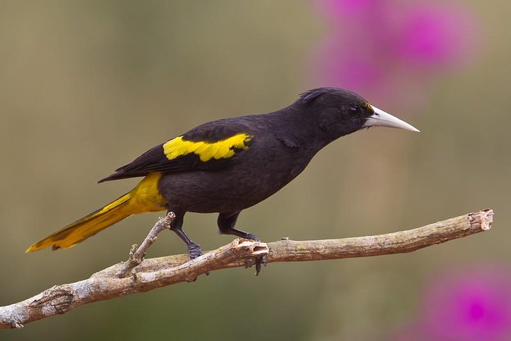 Yellow winged Cacique