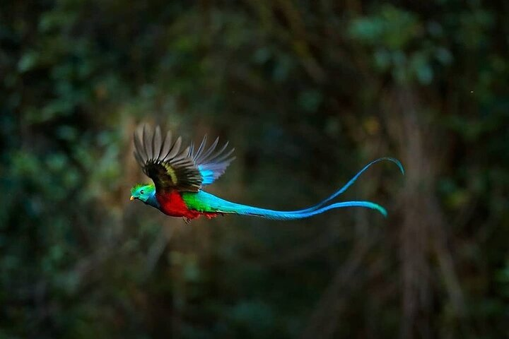 El Quetzal Birdwatching Tour from Cobán - Guatemala´s National Bird - Photo 1 of 19