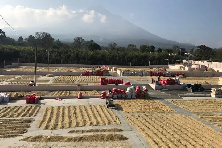 Drying coffee, Bella Vista Farm.