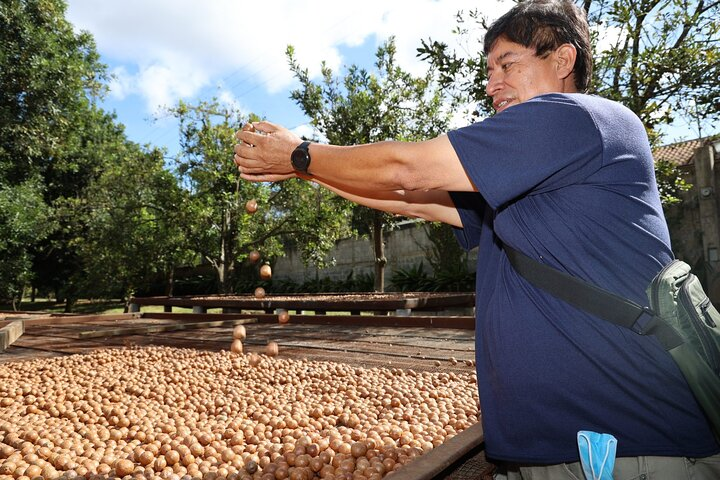 Macadamia nut farm, drying under the sun rays.