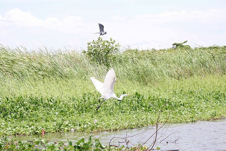 Monterrico mangroves and Bird watching