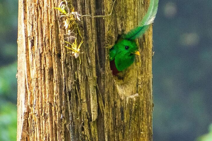 Quetzal Quest Birdwatching Adventure at Rey Tepepul Lookout - Photo 1 of 24