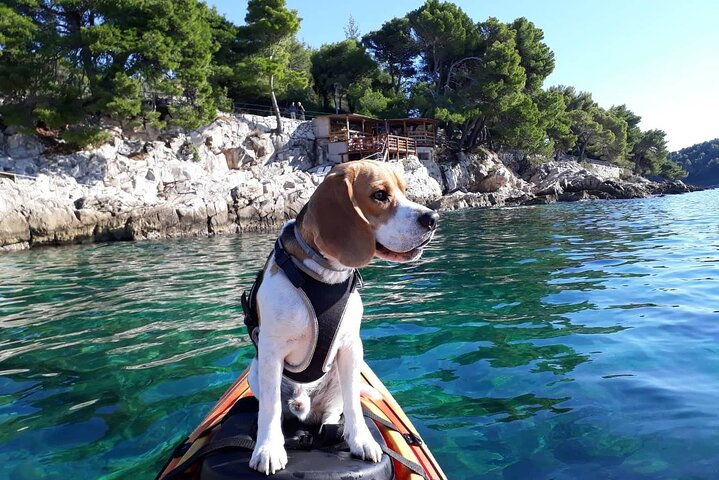 Guided Sea Kayaking Tour in Cavtat - Photo 1 of 6