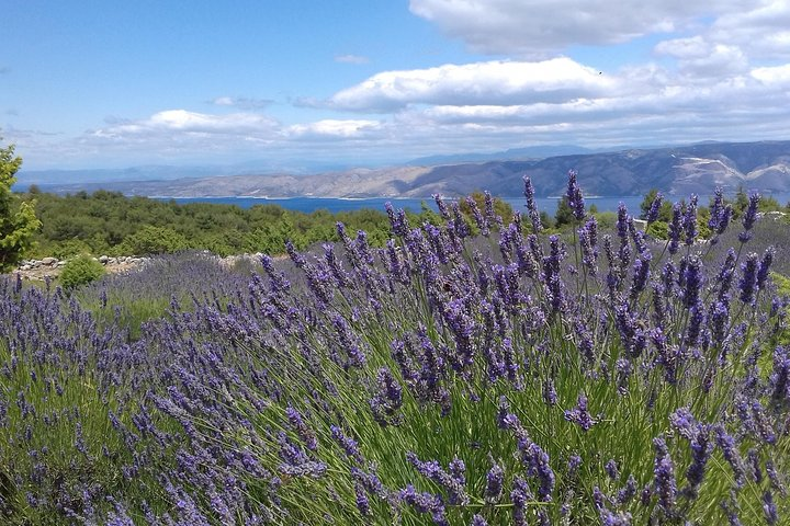 Beautiful lavender fields on Hvar