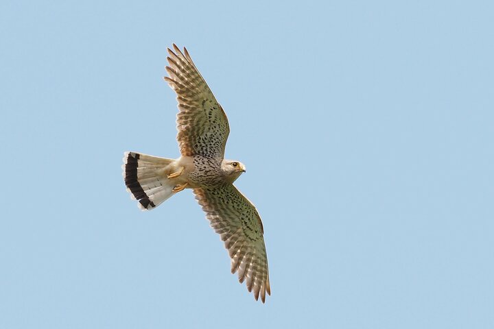 Common kestrel