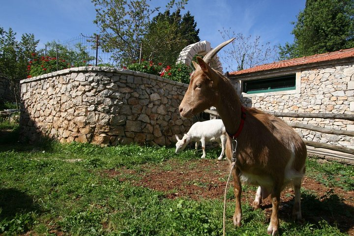 Korcula Island Mountain E Bike Tour - Photo 1 of 6