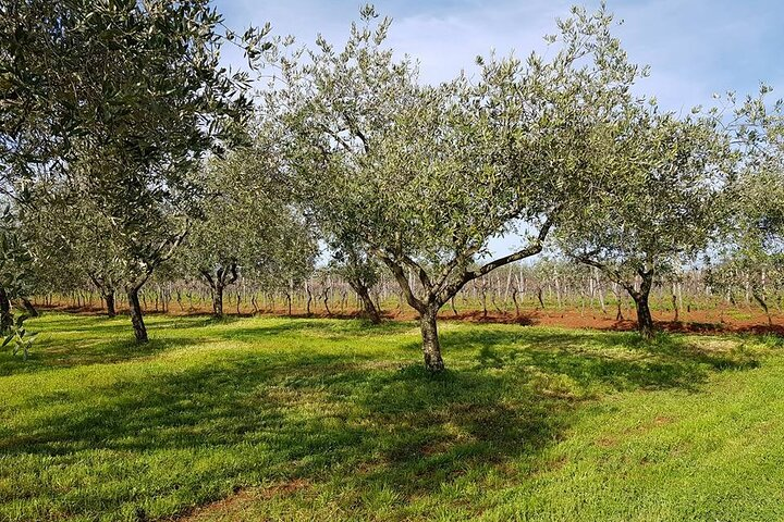 Porec and Olive Oil Farm Half-Day Private Tour - Photo 1 of 5