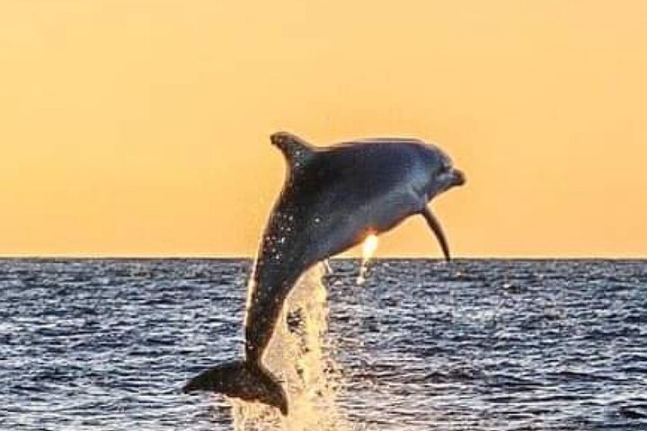 Romantic Boat Trip with Dolphin Watching - Photo 1 of 8