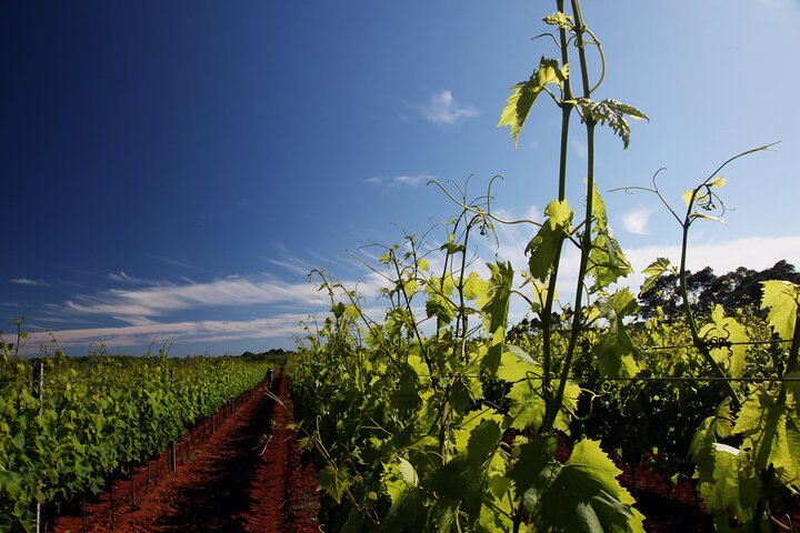 Wine Tasting Experience at the organic winery in Šišan - Photo 1 of 7