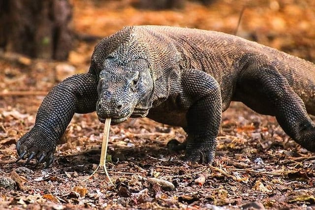 1 Day Komodo Trip by Private Fast Boat - Photo 1 of 25