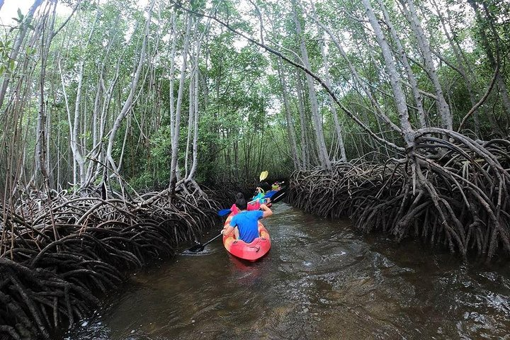 1 Hour Kayaking or Stand Up Paddle Adventure From Lembongan to The Mangrove - Photo 1 of 6