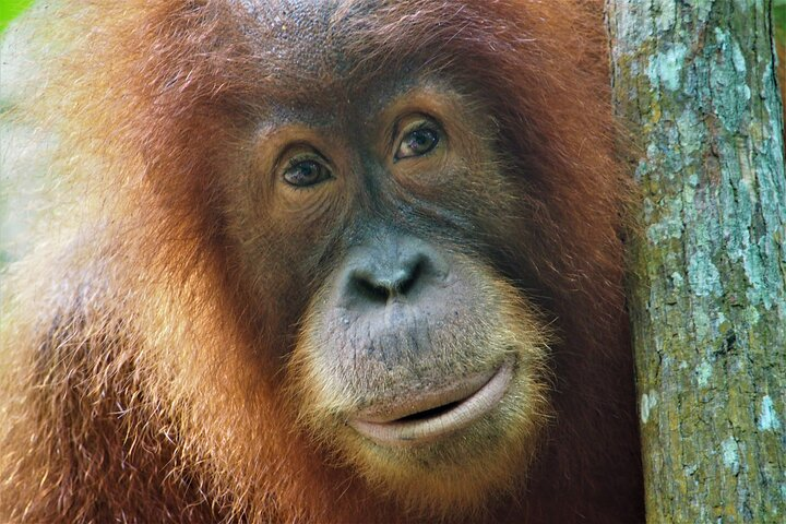 Young female Orang Utan posing for a portrait