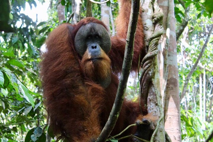 2 Days 1 Night in THE JUNGLE Mount Leuser ( See ORANGUTAN)  - Photo 1 of 25