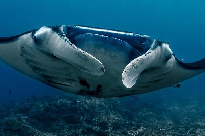 2 Days Discover Scuba Diving in Nusa Lembongan - Scuba Initiation - Photo 1 of 21