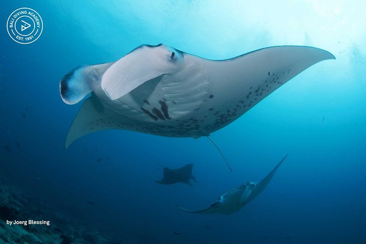 2 or 3 dives in Nusa Lembongan and Penida, for certified diver (in Lembongan) - Photo 1 of 9