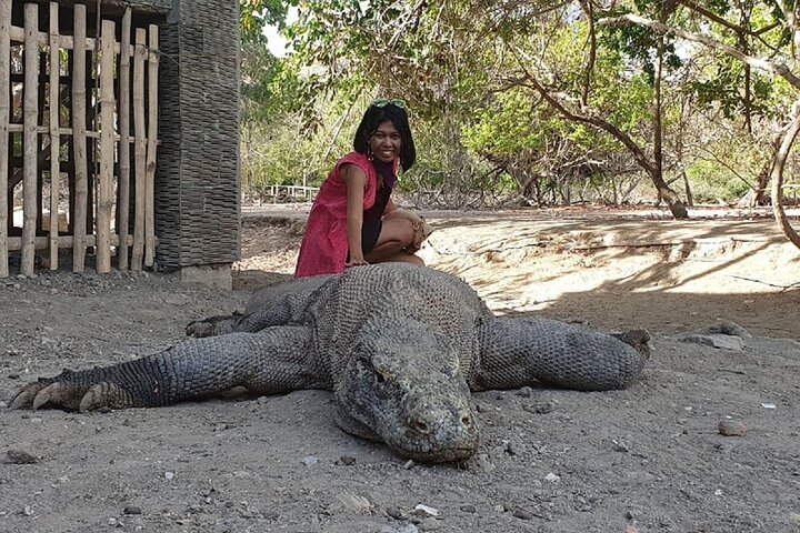 3-Day Komodo island Tour with or without Roundtrip Flight From Bali - Photo 1 of 12