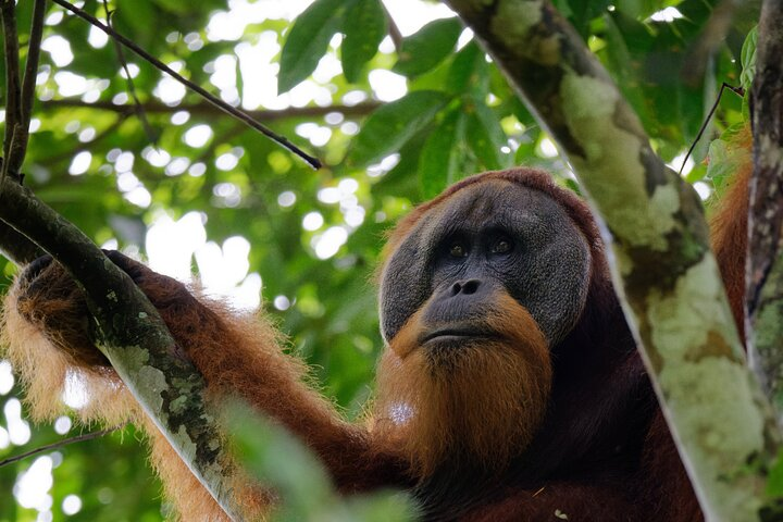 3 Days Bukit Lawang Tour (Happy Jungle) - Photo 1 of 13