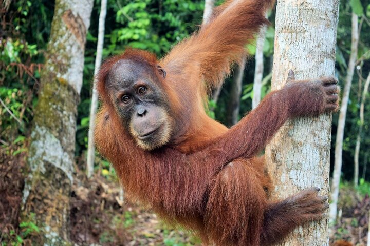 3 days Medan Orangutan Bukit Lawang - Photo 1 of 6