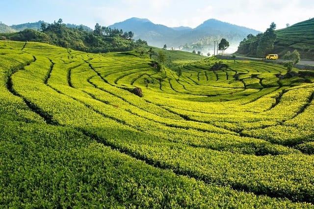 Gunung Mas tea Puncak 