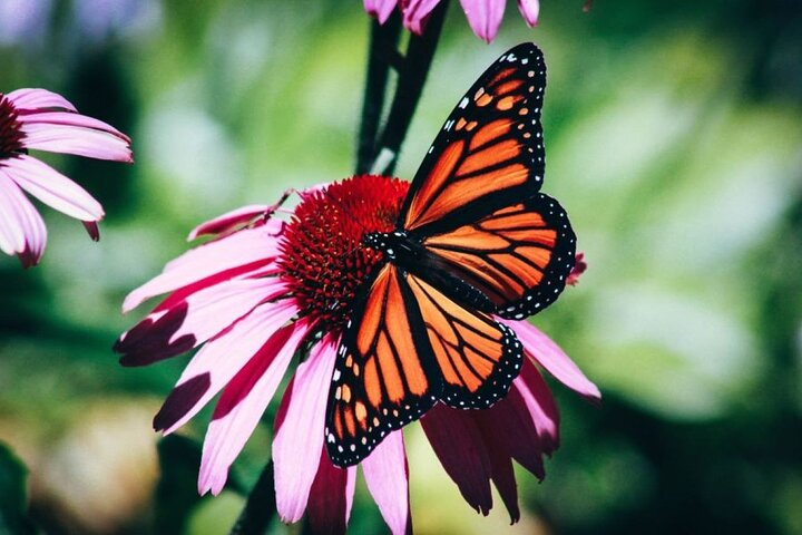 4-Hour Private Tour in Jatiluwih Terraces and Butterfly Park  - Photo 1 of 16