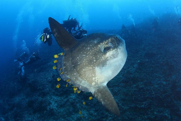 7 Fun Dives in Nusa Lembongan (for certified divers) - Premium Value Package - Photo 1 of 25