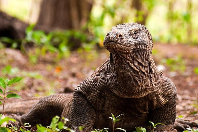 Komodo Dragon