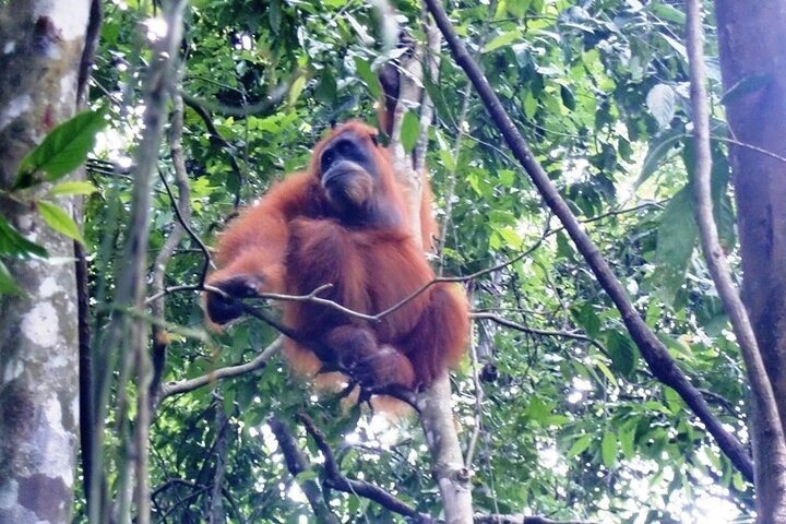 All-in 2N/3D Bukit Lawang Tour For School - Photo 1 of 6