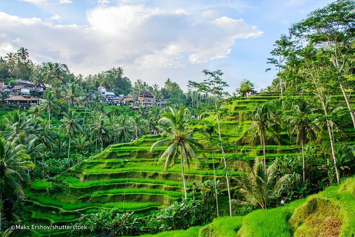 Private Sightseeing Tour of Ubud