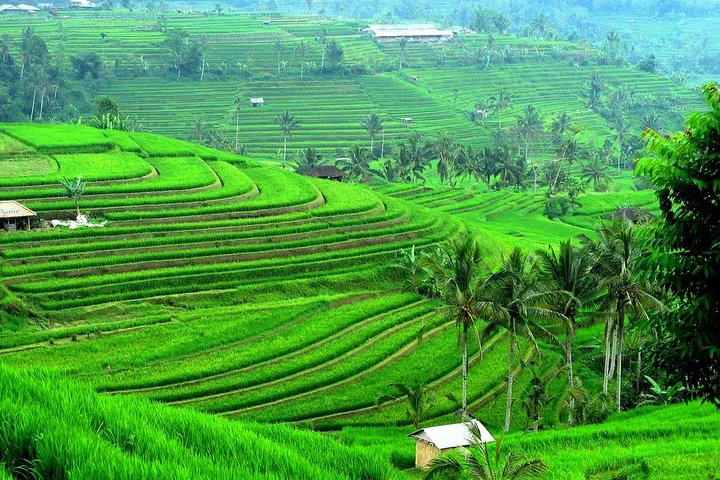 Jatiluwih Great rice terrace