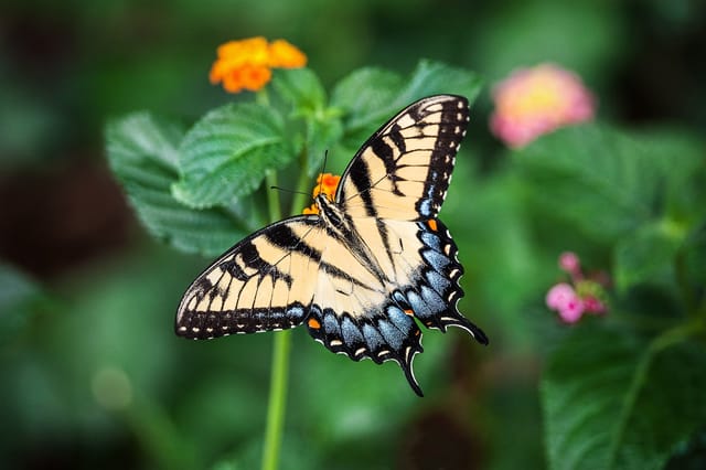 Bali Butterfly Park Tickets - Photo 1 of 3