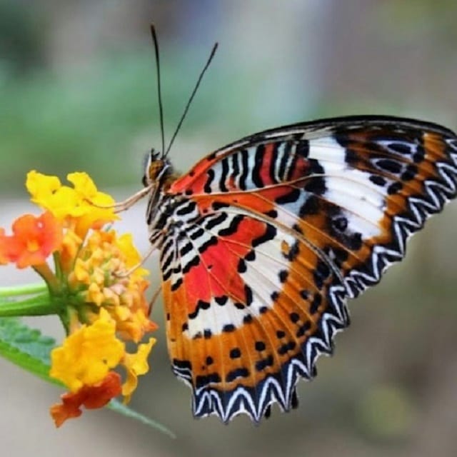 Bali Butterfly Park Tabanan - Photo 1 of 6